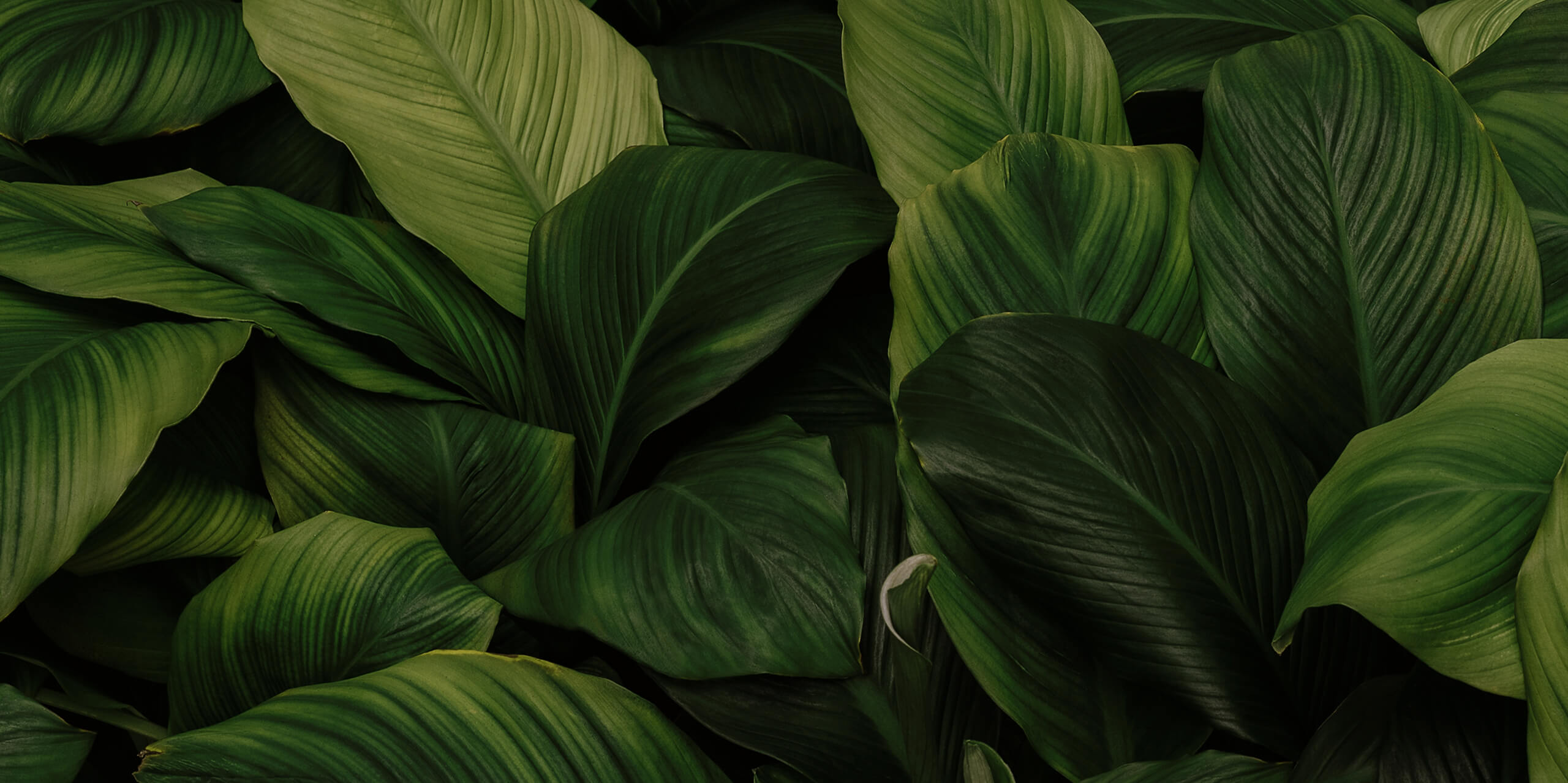 Fundo